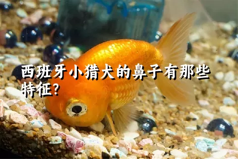 西班牙小猎犬的鼻子有那些特征？