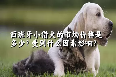 西班牙小猎犬的市场价格是多少？受到什么因素影响？