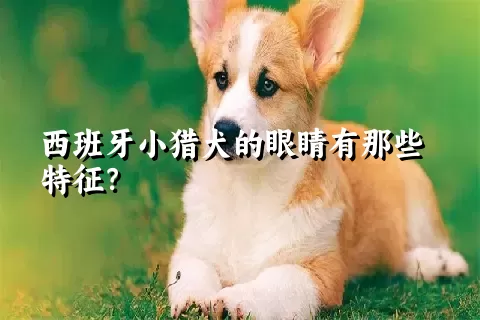 西班牙小猎犬的眼睛有那些特征？