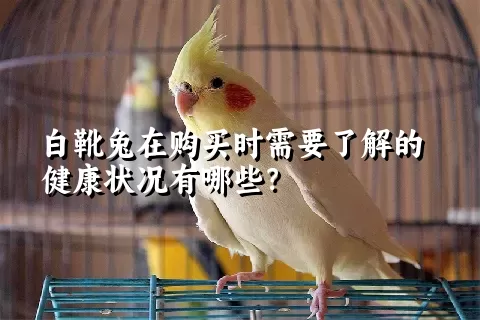 白靴兔在购买时需要了解的健康状况有哪些？