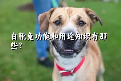 白靴兔功能和用途知识有那些？